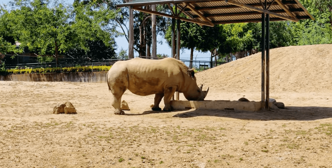 11 - Zoo Santo Inácio