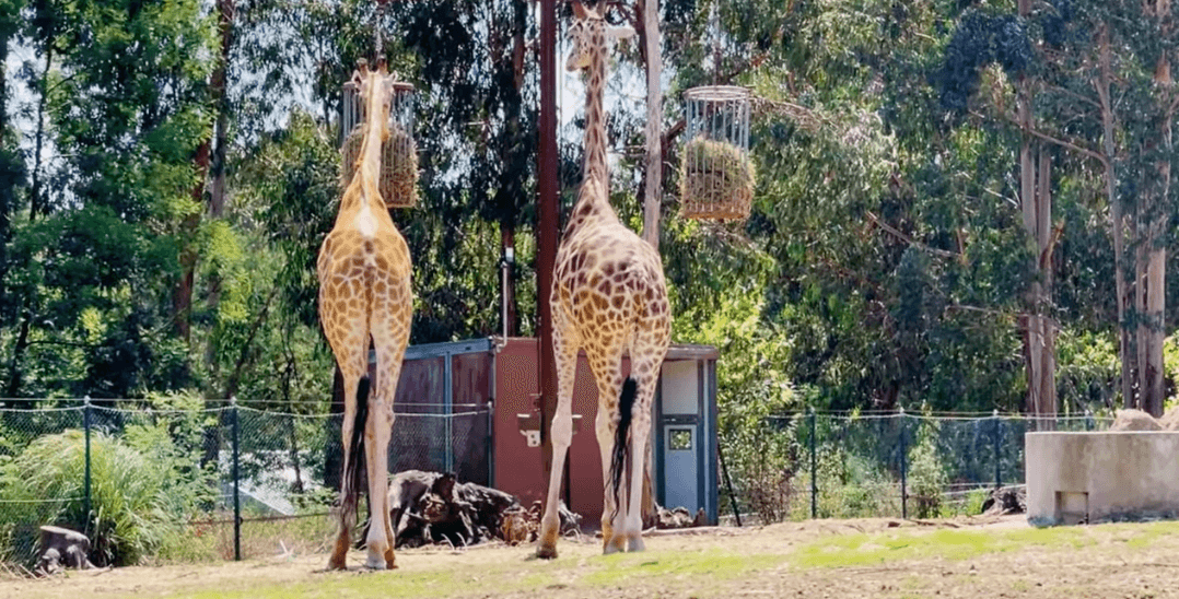 11 - Zoo Santo Inácio